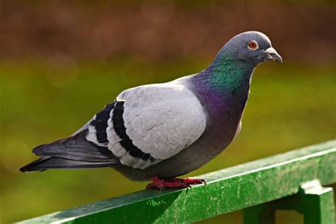 Talking ability Well, they don&39;t talk, but they love to coo. . Why do doves coo when they fly